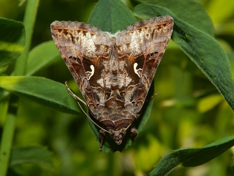 Tanto per spirito di conferma: Autographa gamma?